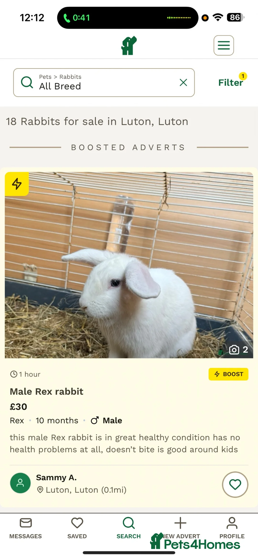 Rex rabbits for sale: Rabbit for sale  - Advert 1