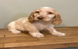 Cocker Spaniel dogs for sale: Beautiful Cocker Spaniel Litter - Image 7