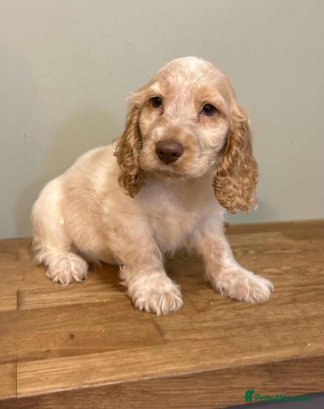 Cocker Spaniel dogs for sale: Beautiful Cocker Spaniel Litter - Image 7
