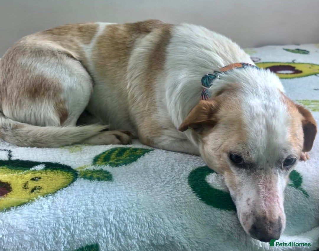 Labrador Retriever dogs for adoption: 🐾 MERLIN – Labrador Retriever - Advert 7