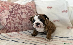 English Bulldog dogs for sale: READY NOW! vaccinated microchipped KC Bulldog pups in Rochford - Image 22