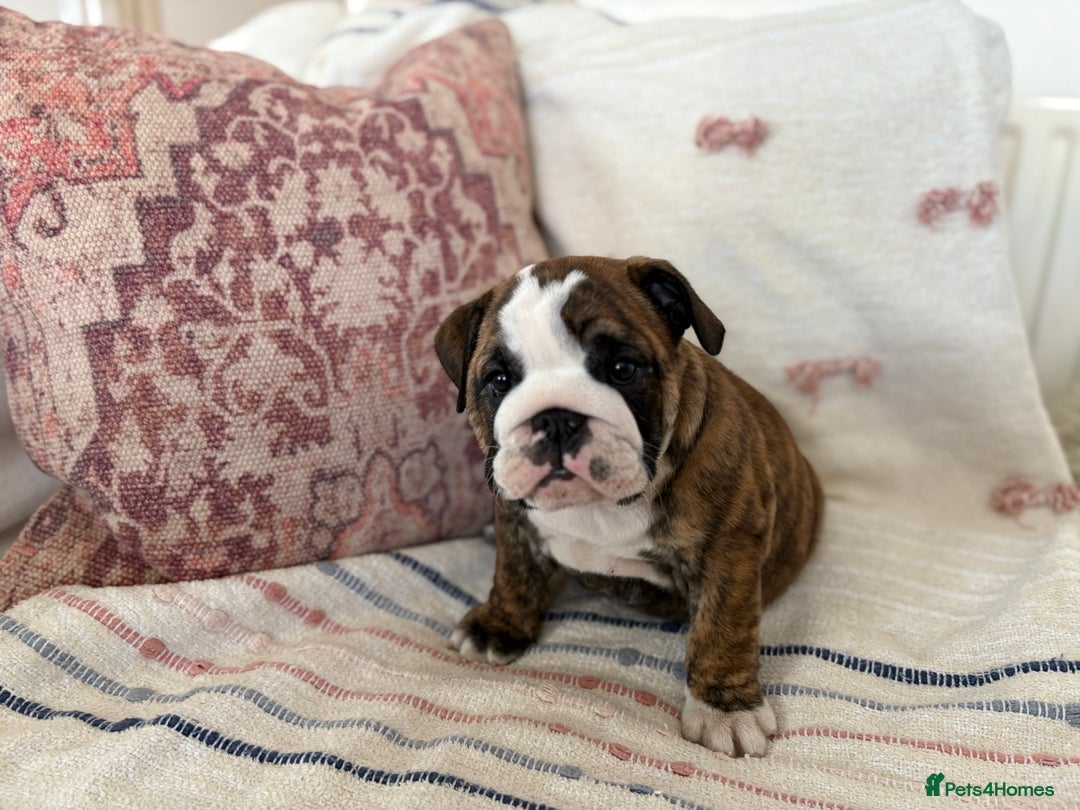 English Bulldog dogs for sale: READY NOW! vaccinated microchipped KC Bulldog pups in Rochford - Image 22