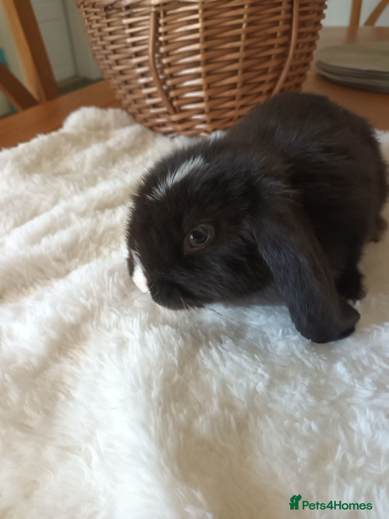 Mini Lop rabbits Beautiful mini lops  - Advert 1