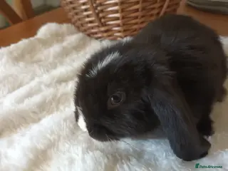 Mini Lop rabbits Beautiful mini lops - Advert 1