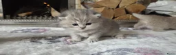 British Shorthair cats for sale: six beautiful British Shorthair  in Halifax - Advert 28