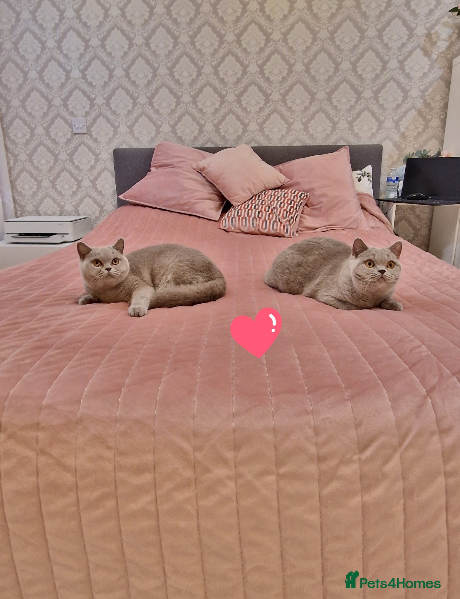 British Shorthair cats Amasing girls British Shorthair Lilac.  - Advert 4