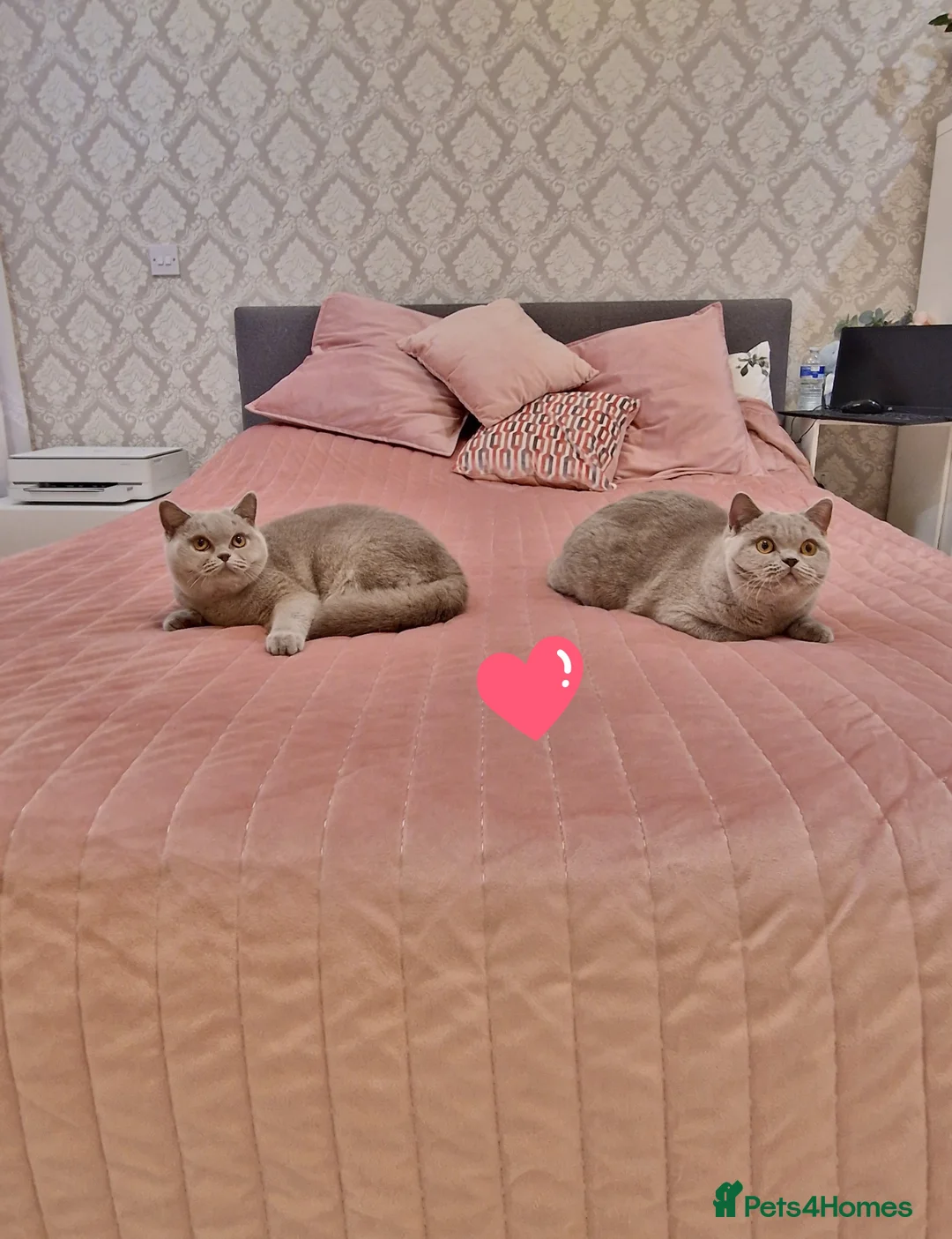 British Shorthair cats for sale: Amasing girls British Shorthair Lilac.  - Advert 1