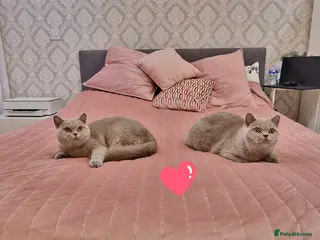 British Shorthair cats Amasing girls British Shorthair Lilac. - Advert 4