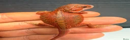Bearded Dragon reptiles for sale: Stunning Baby Bearded Dragons – Monster x Spanish  - Advert 9