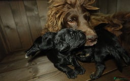 Cocker Spaniel dogs for sale: Quality KC Show type Cocker spaniels - Image 7