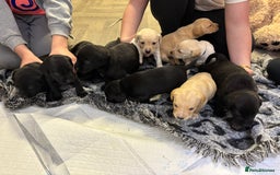 Labrador Retriever dogs for sale: Stunning lab pups - Advert 3