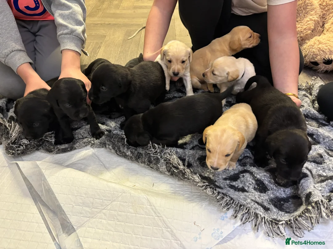 Labrador Retriever dogs for sale: Stunning lab pups - Advert 3