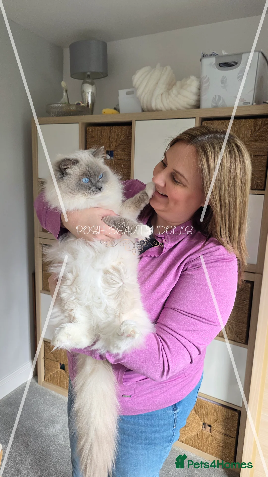 Ragdoll cats for stud: ✨️ Exceptional TICA Active Ragdoll for STUD ✨️ in Southampton - Advert 2