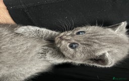 British Shorthair cats for sale: British short hair kittens  - Image 7
