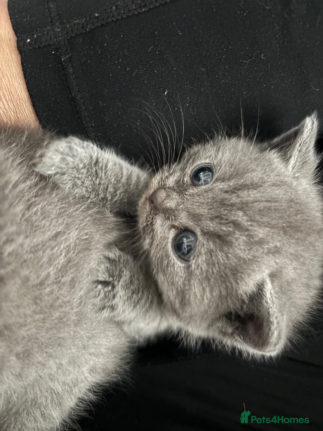 British Shorthair cats for sale: British short hair kittens  - Image 7
