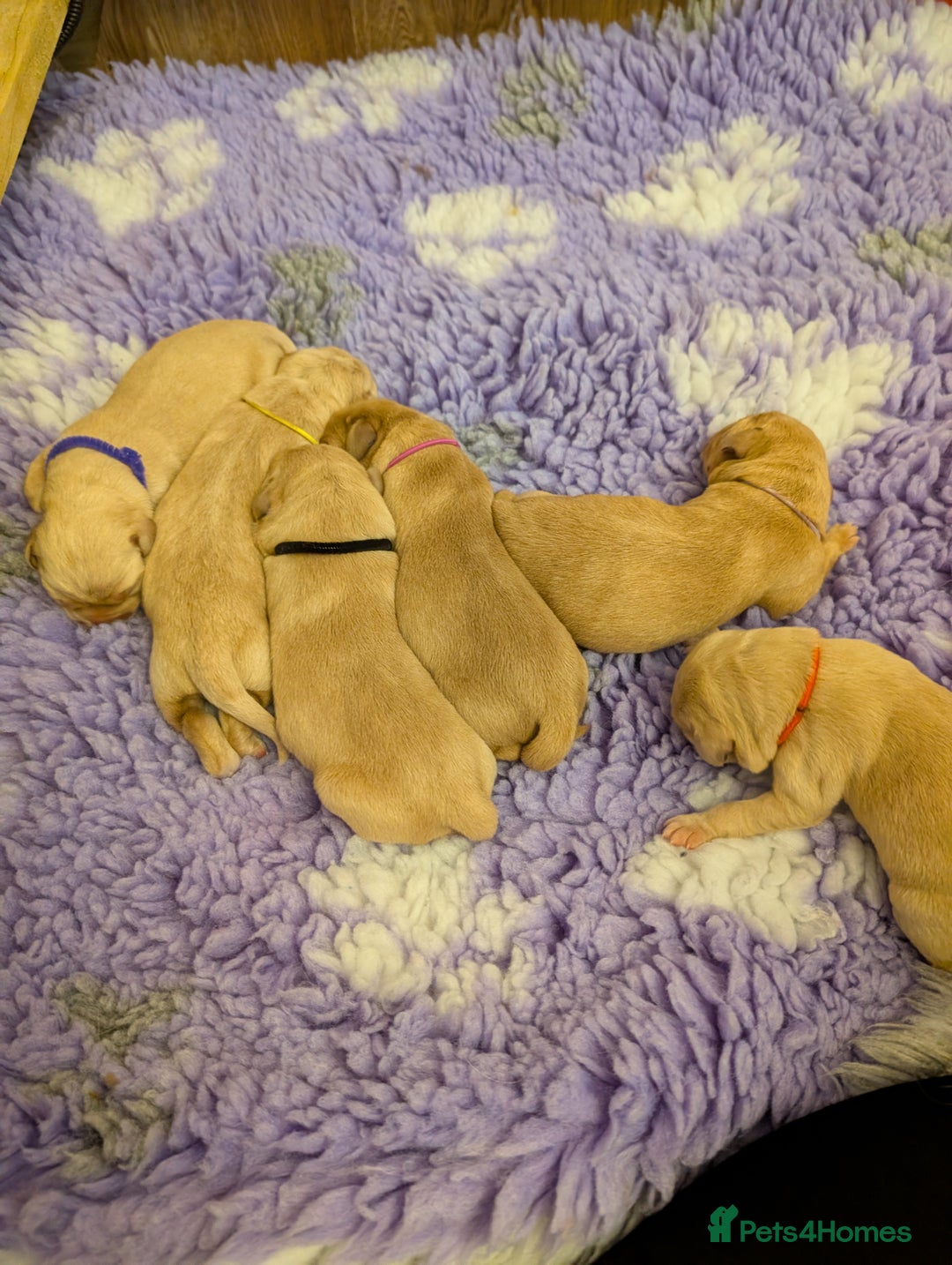 Labrador Retriever dogs for sale: Beautiful Labrador pups for sale X3 girls X3 boys - Advert 9