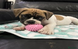 Old Tyme Bulldog dogs for sale: Old Tyme Bulldog puppies for sale - Image 21