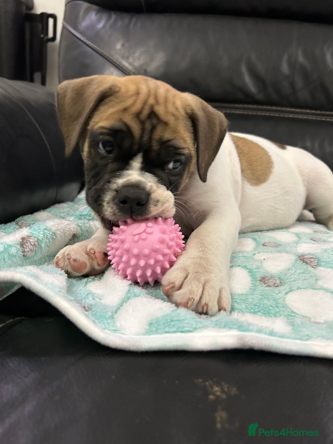 Old Tyme Bulldog dogs for sale: Old Tyme Bulldog puppies for sale - Image 21