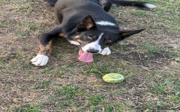 Border Collie dogs for stud: Archie  - Image 3