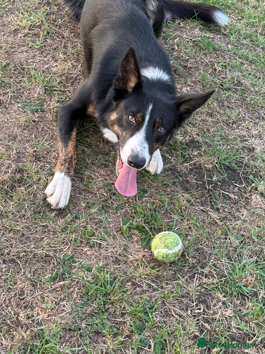 Border Collie dogs for stud: Archie  - Image 3