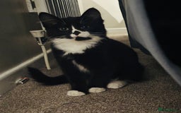 Mixed Breed cats for sale: Button - Image 3