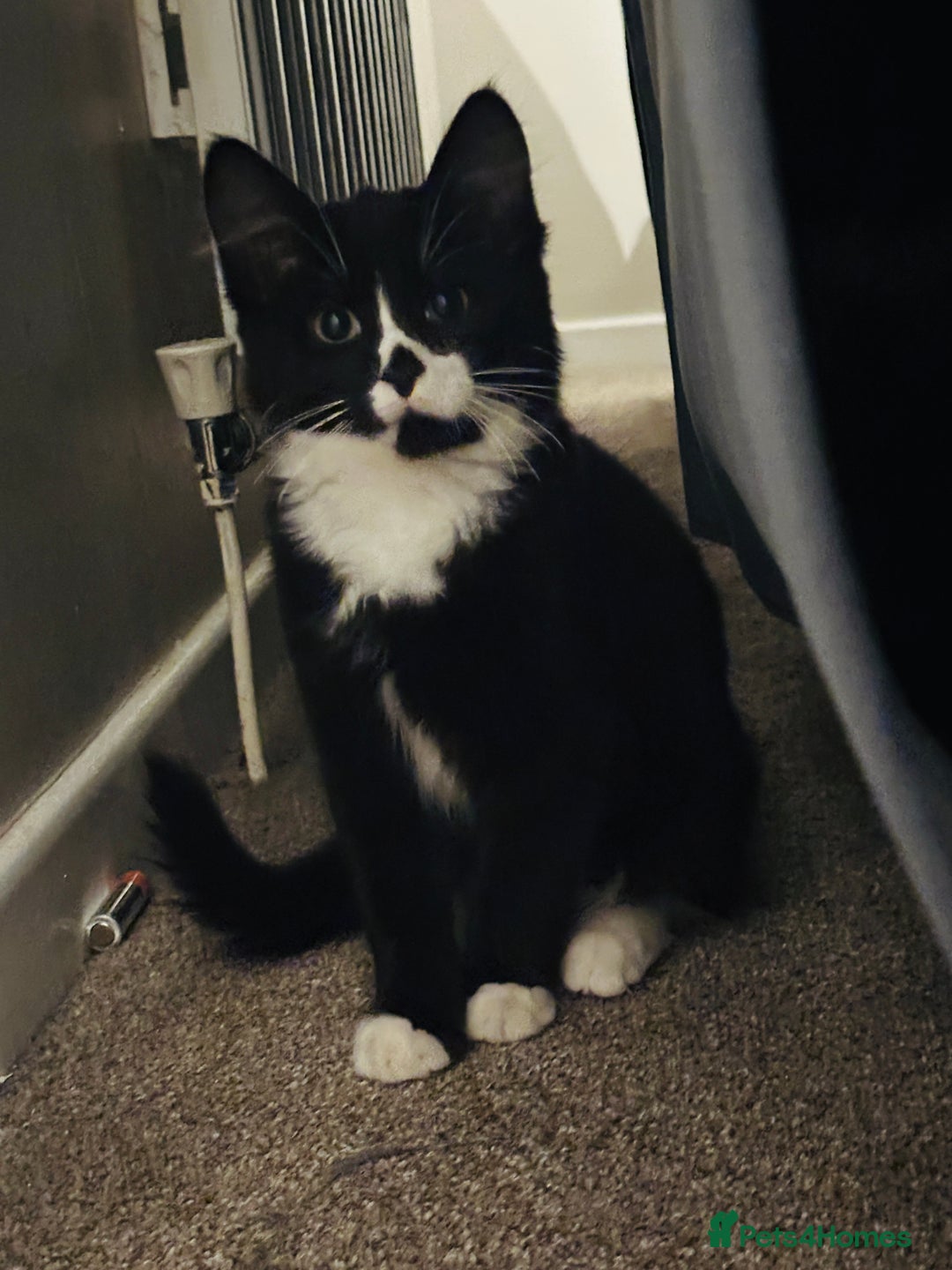 Mixed Breed cats for sale: Button - Image 3