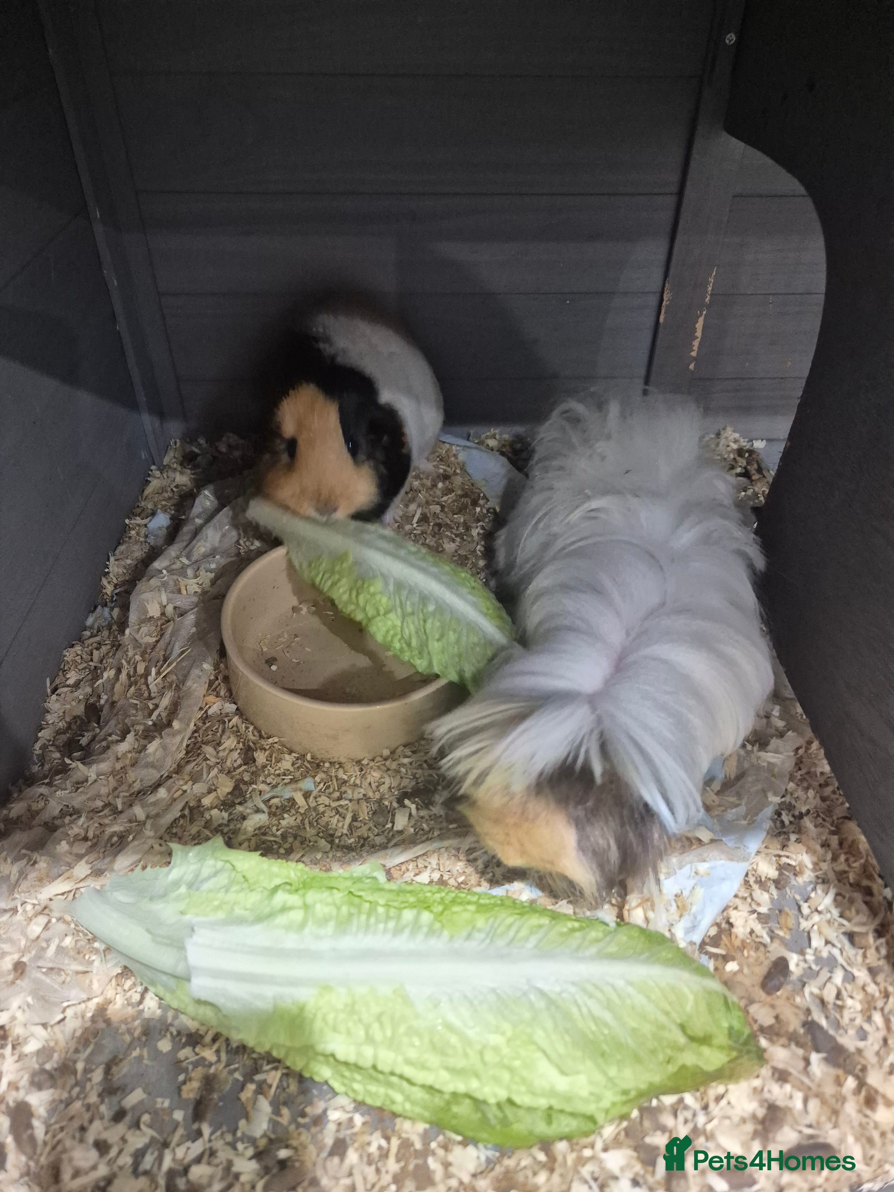 Guinea Pig rodents 2 male guinea pigs - Advert 1