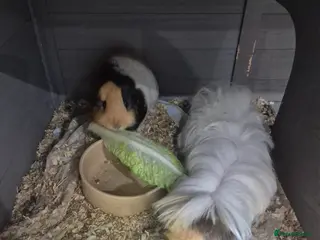 Guinea Pig rodents 2 male guinea pigs - Advert 2