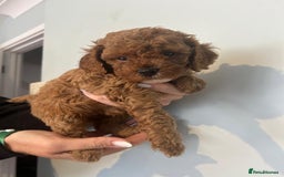 Cavapoo dogs for sale: Stunning F1B Cavapoo puppies  - Image 6
