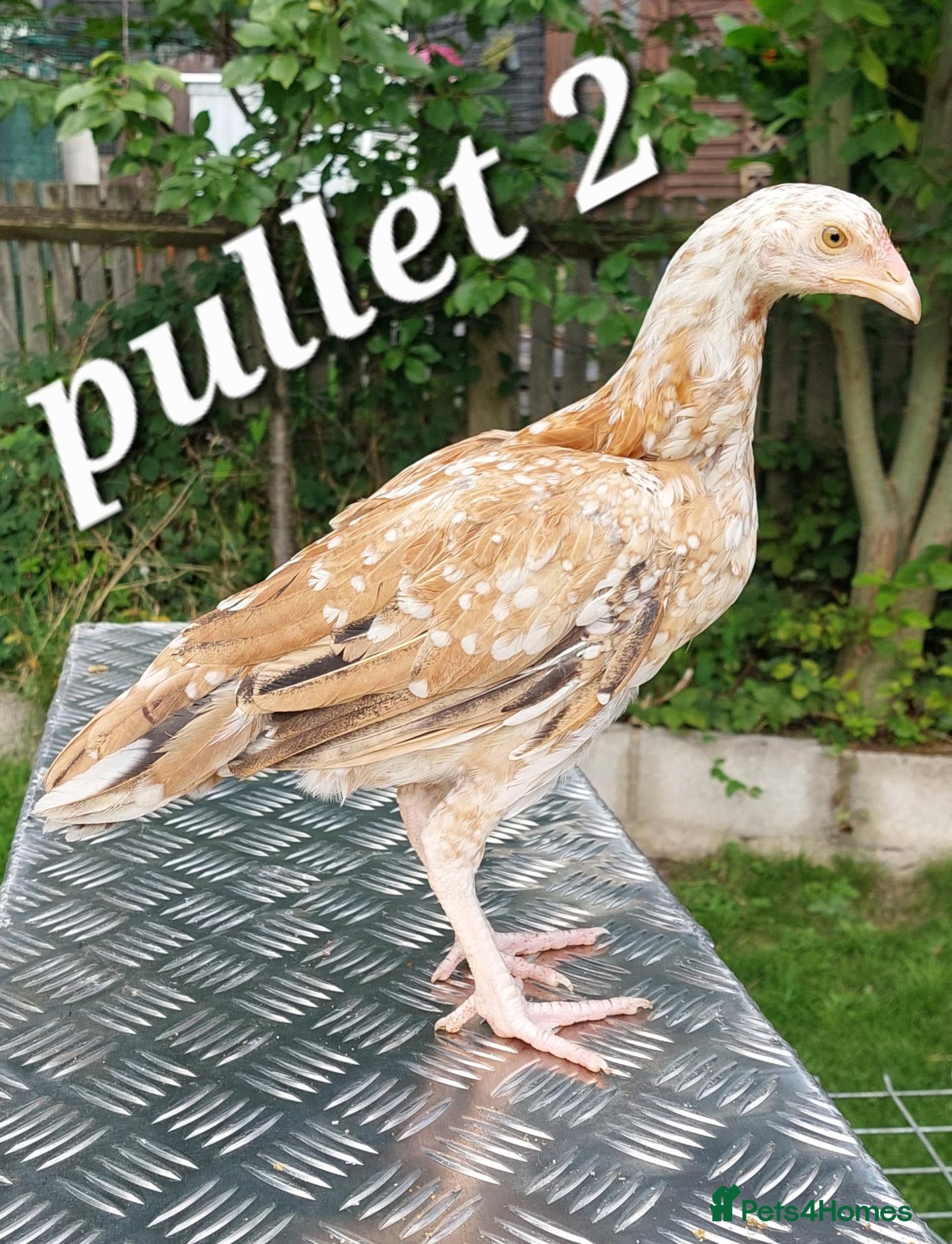 Chickens poultry Stags & pullets  - Advert 1