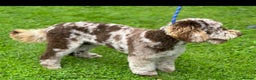 Miniature Poodle dogs for stud: Chocolate Merle Miniature Poodle Stud in Prudhoe - Advert 2