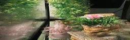 Axolotl reptiles for sale: 4 year old male ‘Axo’  - Advert 2