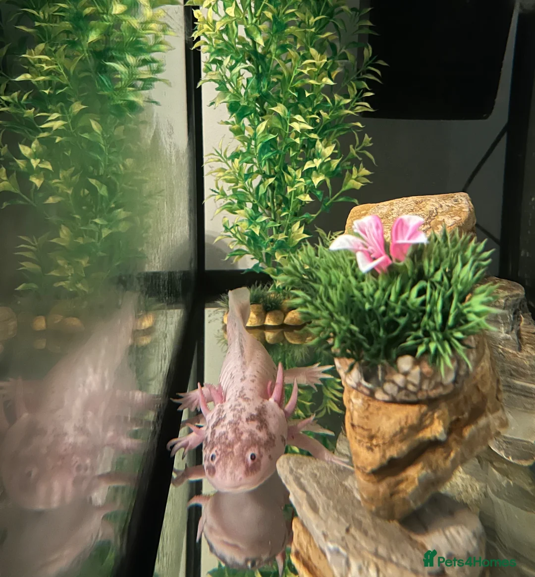 Axolotl reptiles for sale: 4 year old male ‘Axo’  - Advert 2