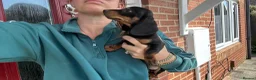 Miniature Dachshund dogs for sale: ‼️LAST 2 10 WEEKS OLD 💕 dachshunds - Advert 6