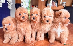 Cairn Terrier dogs for sale: STUNNING F1 cairn-oodle puppies  - Image 27