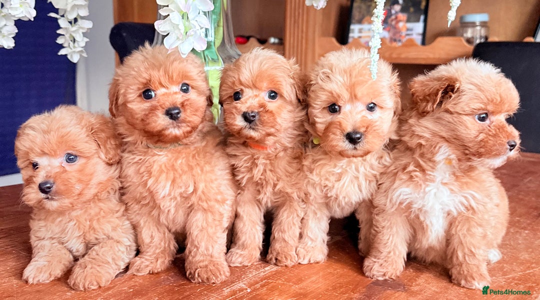 Cairn Terrier dogs for sale: STUNNING F1 cairn-oodle puppies  - Image 27
