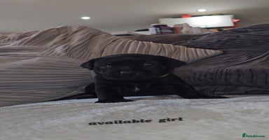 Staffordshire Bull Terrier dogs  STAFFORDSHIRE BULL TERRIERS PUPS  - Advert 8