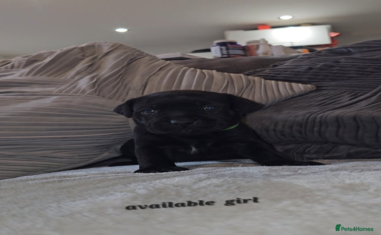 Staffordshire Bull Terrier dogs  STAFFORDSHIRE BULL TERRIERS PUPS  - Advert 1