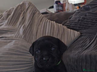 Staffordshire Bull Terrier dogs STAFFORDSHIRE BULL TERRIERS PUPS - Advert 3