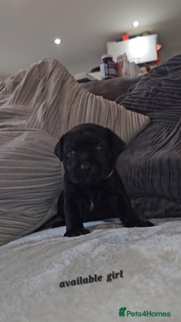 Staffordshire Bull Terrier dogs STAFFORDSHIRE BULL TERRIERS PUPS - Advert 1