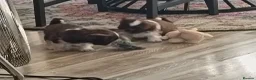 Shih Tzu dogs for sale: Two Beautiful Girls  - Advert 12