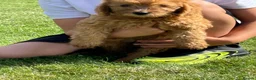 Labradoodle dogs for sale: Ready F1b labradoodle curl red health test parent  - Advert 7