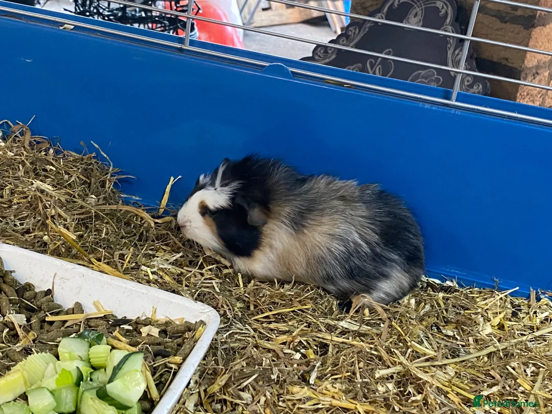 Guinea Pig rodents for sale: Beautiful Male guniea pig available now - Advert 2