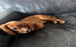 Cavalier King Charles Spaniel dogs for sale: Cavalier King Charles  - Image 3