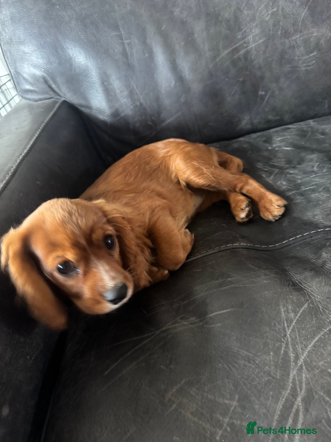 Cavalier King Charles Spaniel dogs for sale: Cavalier King Charles  - Image 3