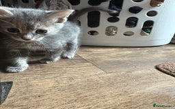 Domestic Shorthair cats for sale: Half bengal - Image 12