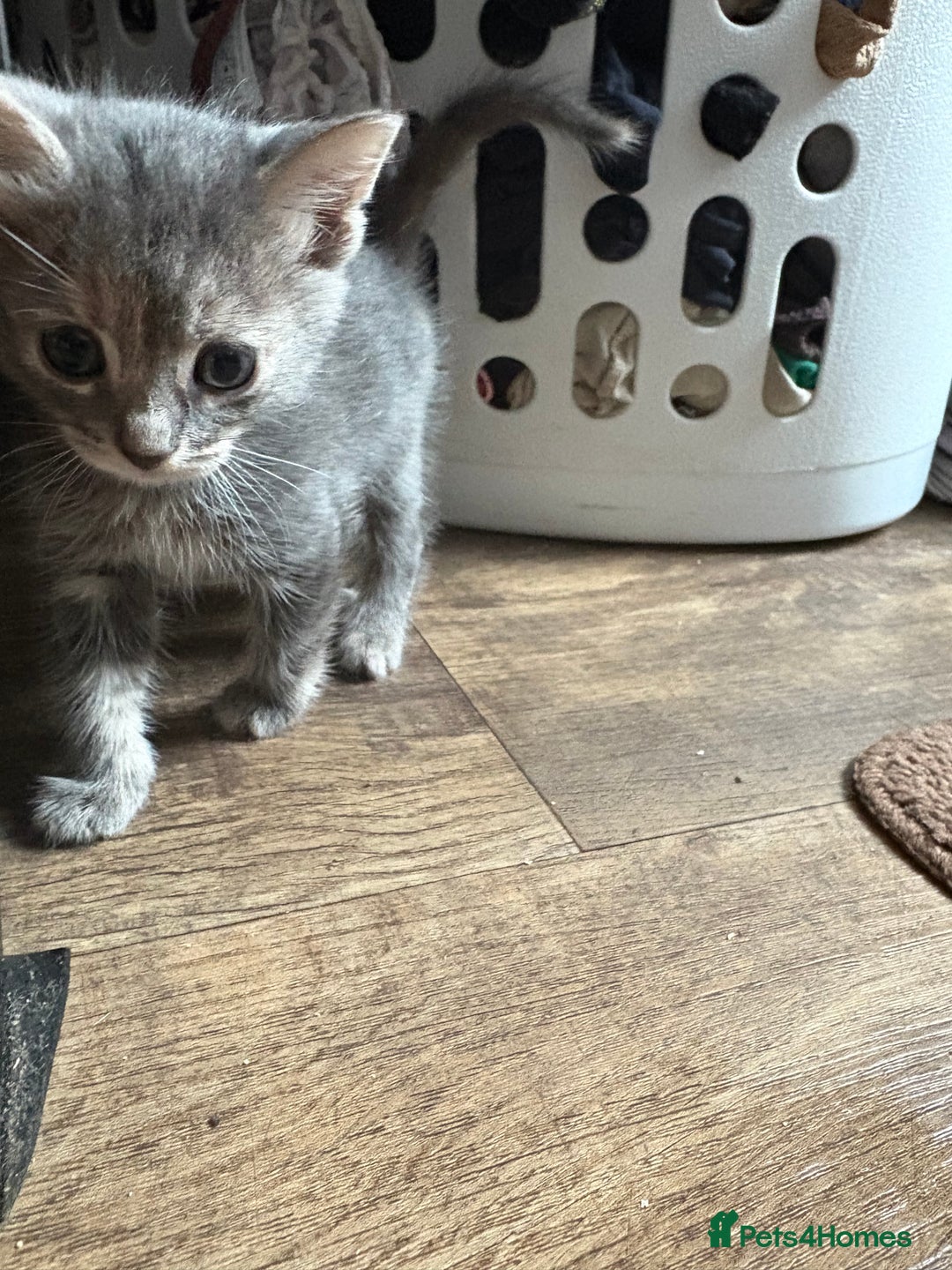 Domestic Shorthair cats for sale: Half bengal - Image 12