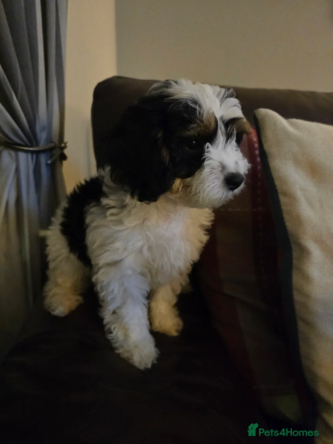 Cavapoo dogs for sale: 🐾Cavapoo: Litter Embark DNA Tested, Sire KC Reg🐾 - Advert 9