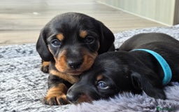 Miniature Dachshund dogs for sale: Beautiful Pedigree Miniature Dachshund Puppies - Image 20