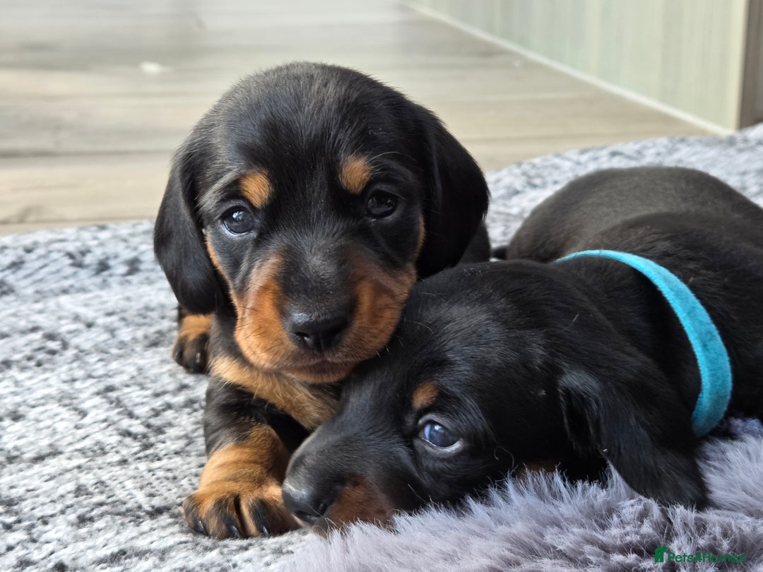 Miniature Dachshund dogs for sale: Beautiful Pedigree Miniature Dachshund Puppies - Image 20